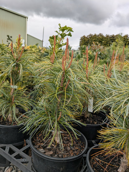 Pinus koraiensis Dragon Eye