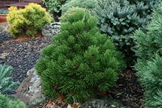 Pinus leucodermis Smidtii