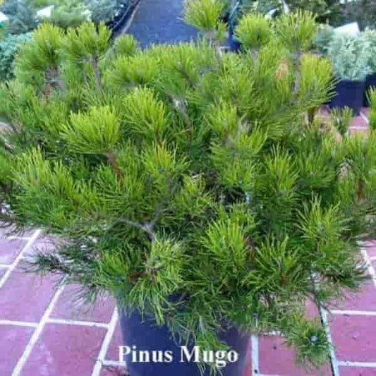 Pinus mugo