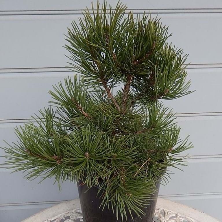 Pinus mugo Pincushion