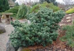 Pinus parviflora Fuku zu mi