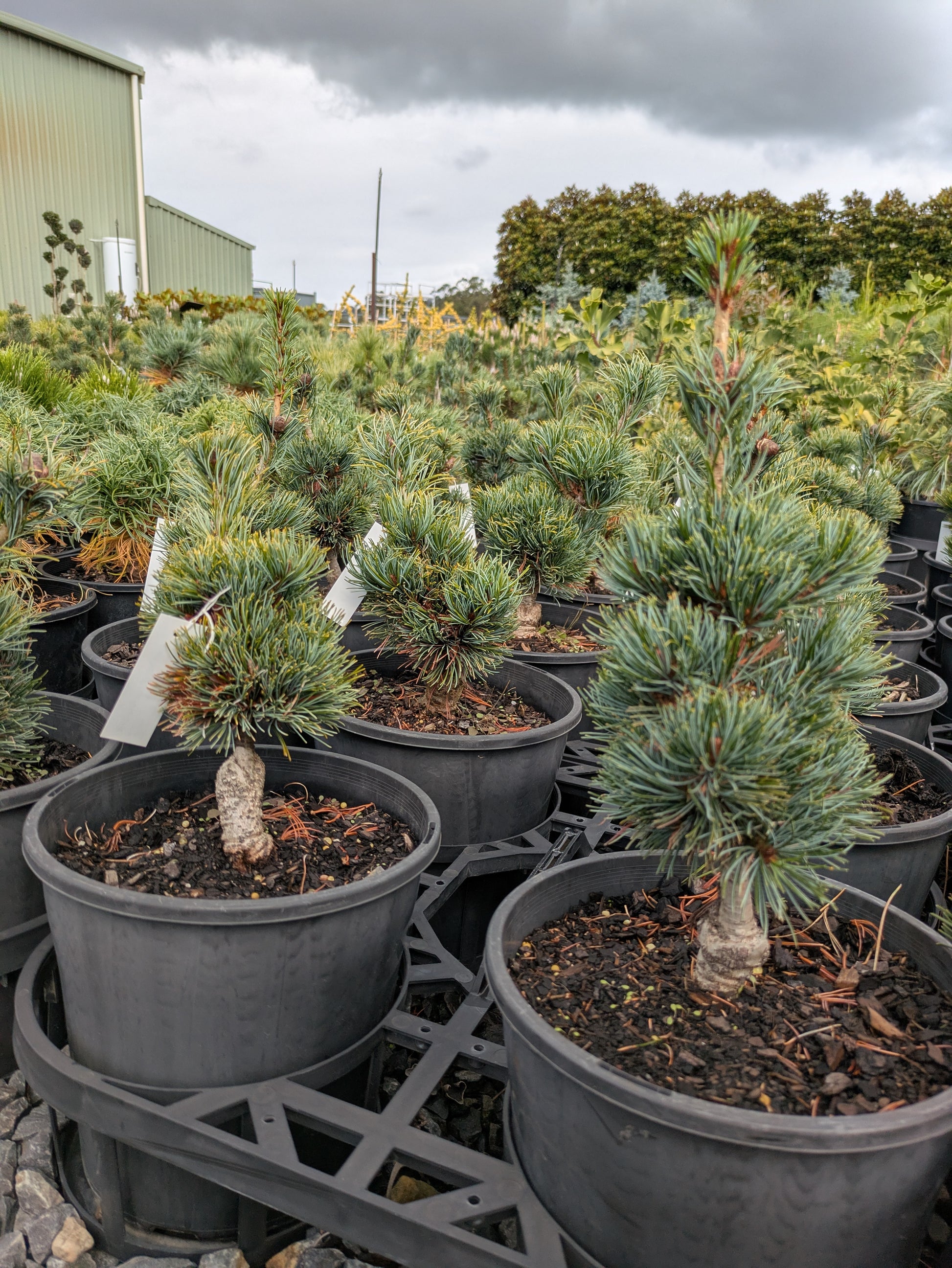 fuku bonsai tree Pinus parviflora Fuku zu mi – The Plant Broker