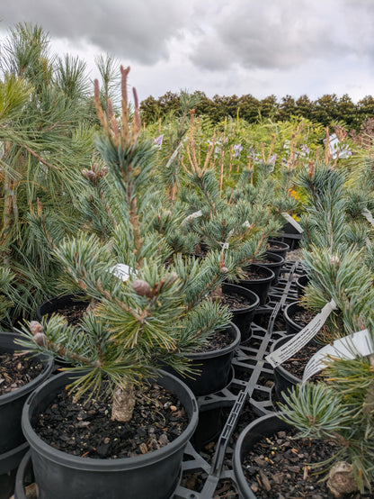 Pinus parviflora Glauca