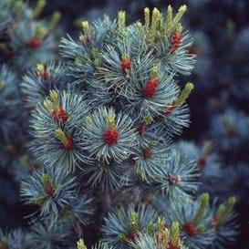 Pinus parviflora Glauca