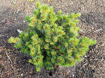 Pinus parviflora Hagoromo