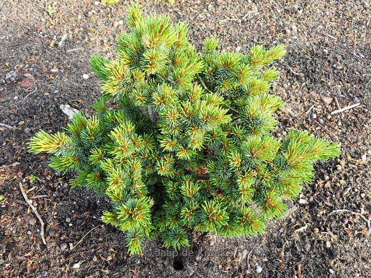 Pinus parviflora Hagoromo
