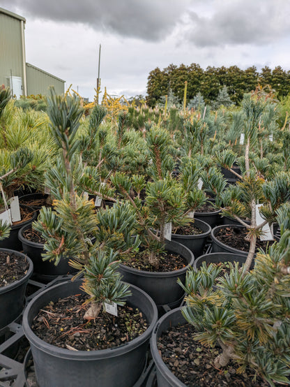 Pinus parviflora Hatsukasa