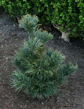 Pinus parviflora Ibocan
