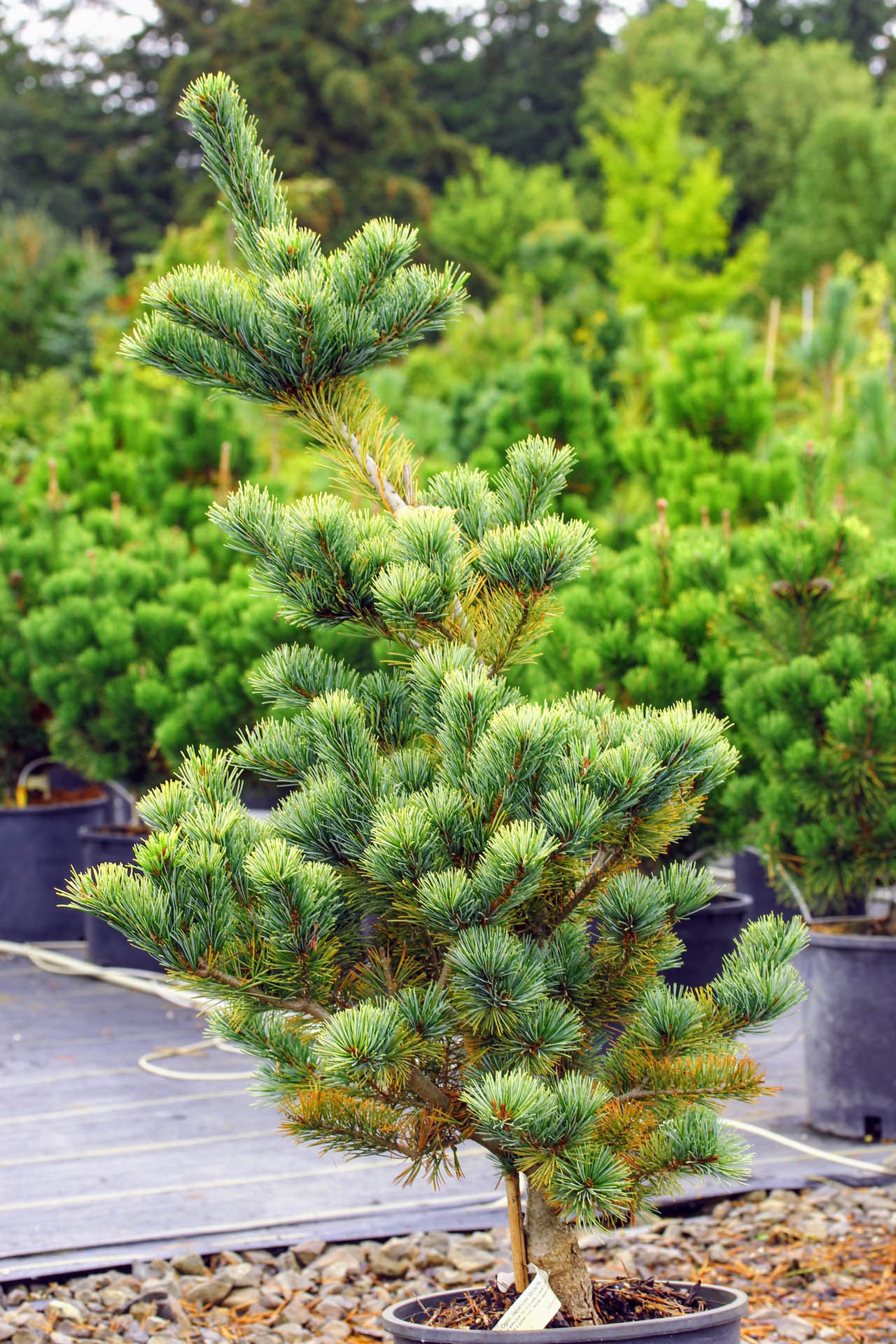 Pinus parviflora Ogon
