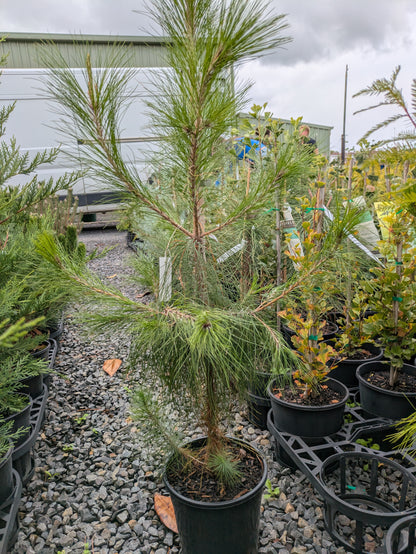 Pinus patula