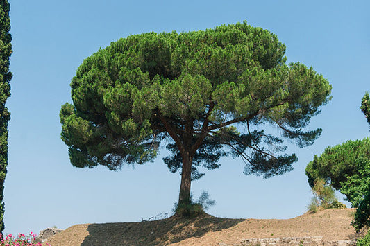 Pinus pinea
