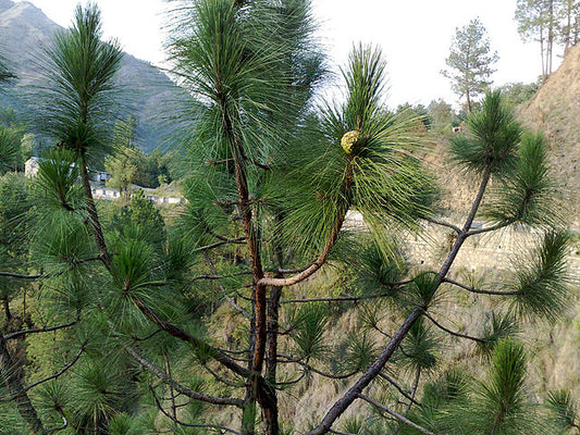 Pinus roxburghii