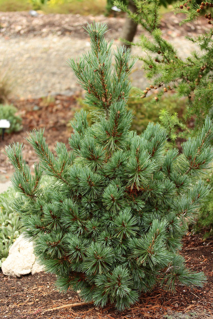 Pinus strobiformis Loma Linda – The Plant Broker