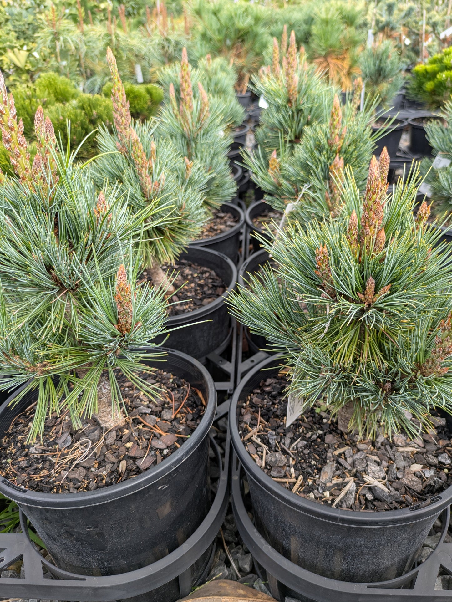 Pinus strobiformis Loma Linda