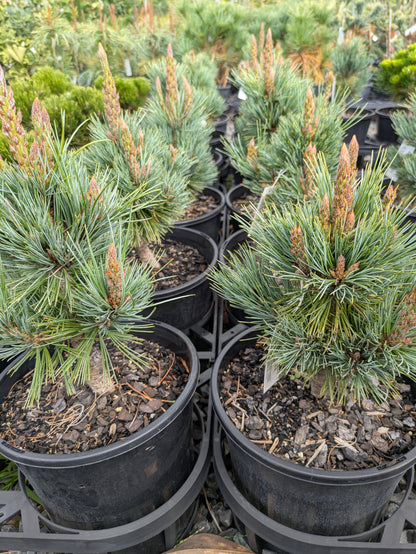 Pinus strobiformis Loma Linda