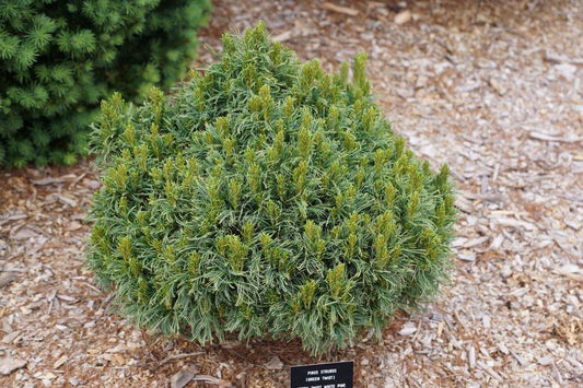 Pinus strobus Green Twist