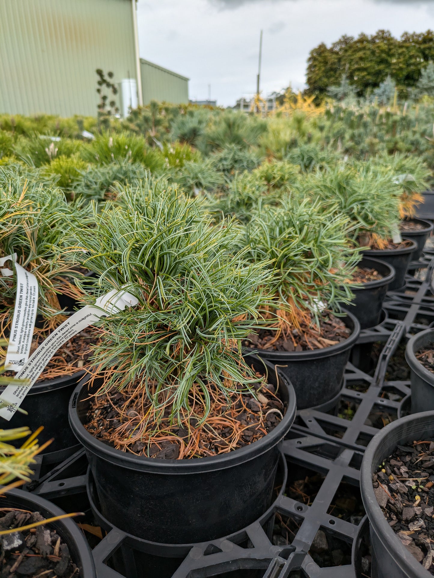 Pinus strobus Green Twist