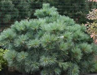Pinus strobus Macopin