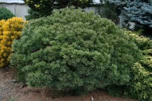 Pinus strobus Merrimack