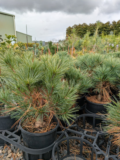 Pinus strobus Merrimack