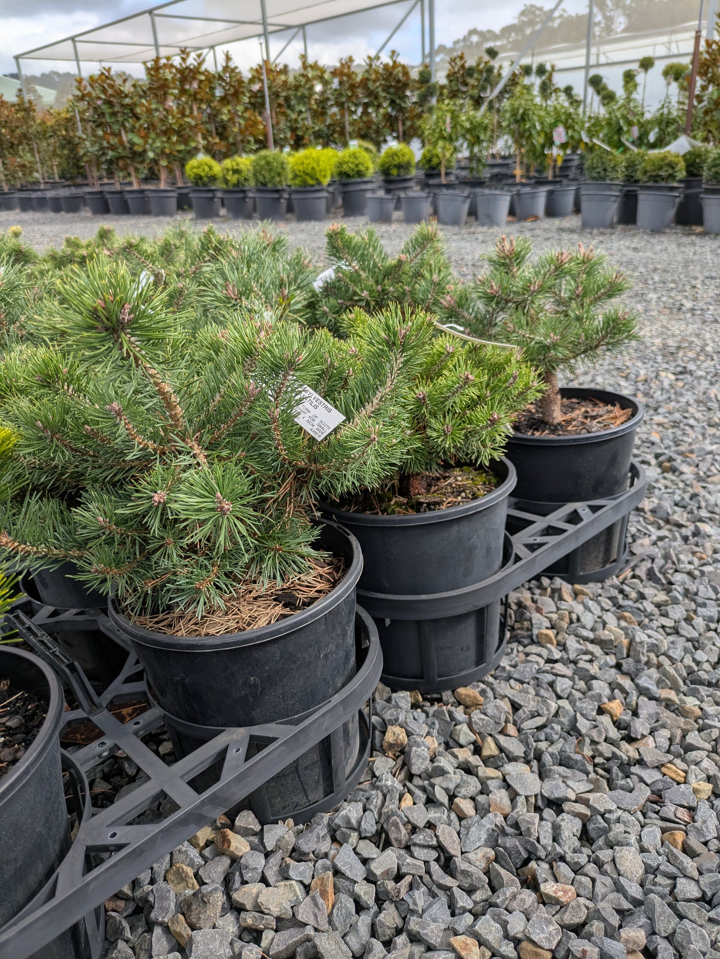 Pinus sylvestris Saxatilis