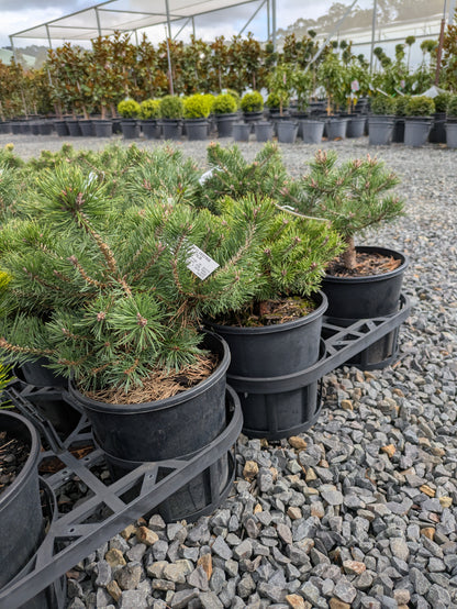 Pinus sylvestris Saxatilis