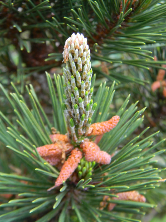 Pinus thunbergii