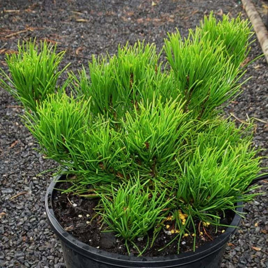 Pinus thunbergii Coolwyn Globe
