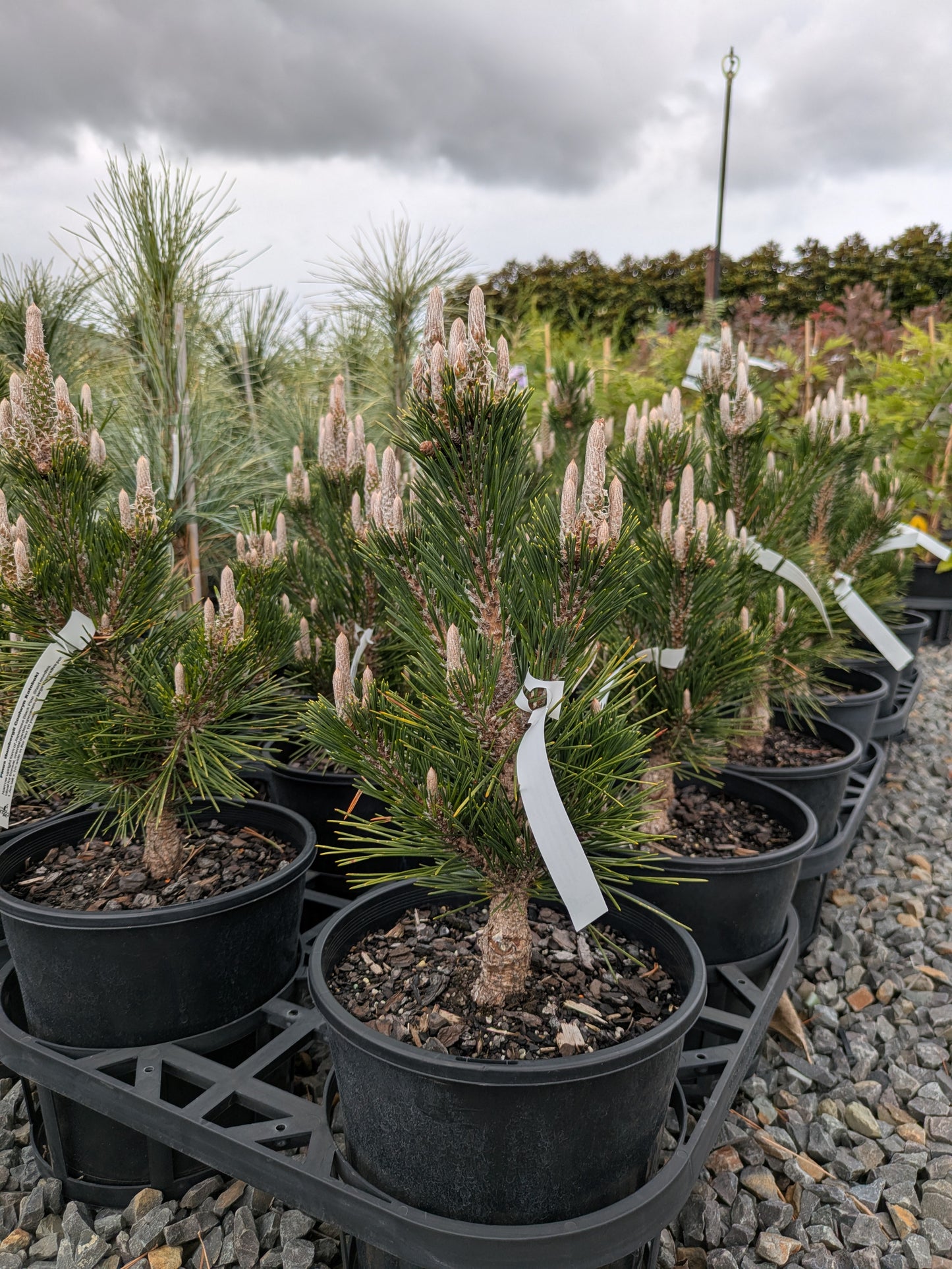 Pinus thunbergii Coolwyn Kotobuki