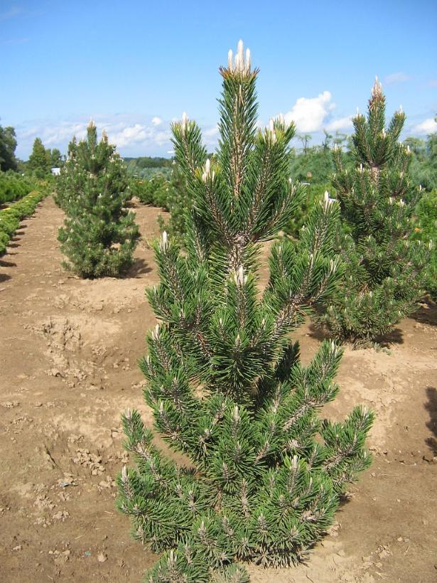 Pinus thunbergii Coolwyn Kotobuki