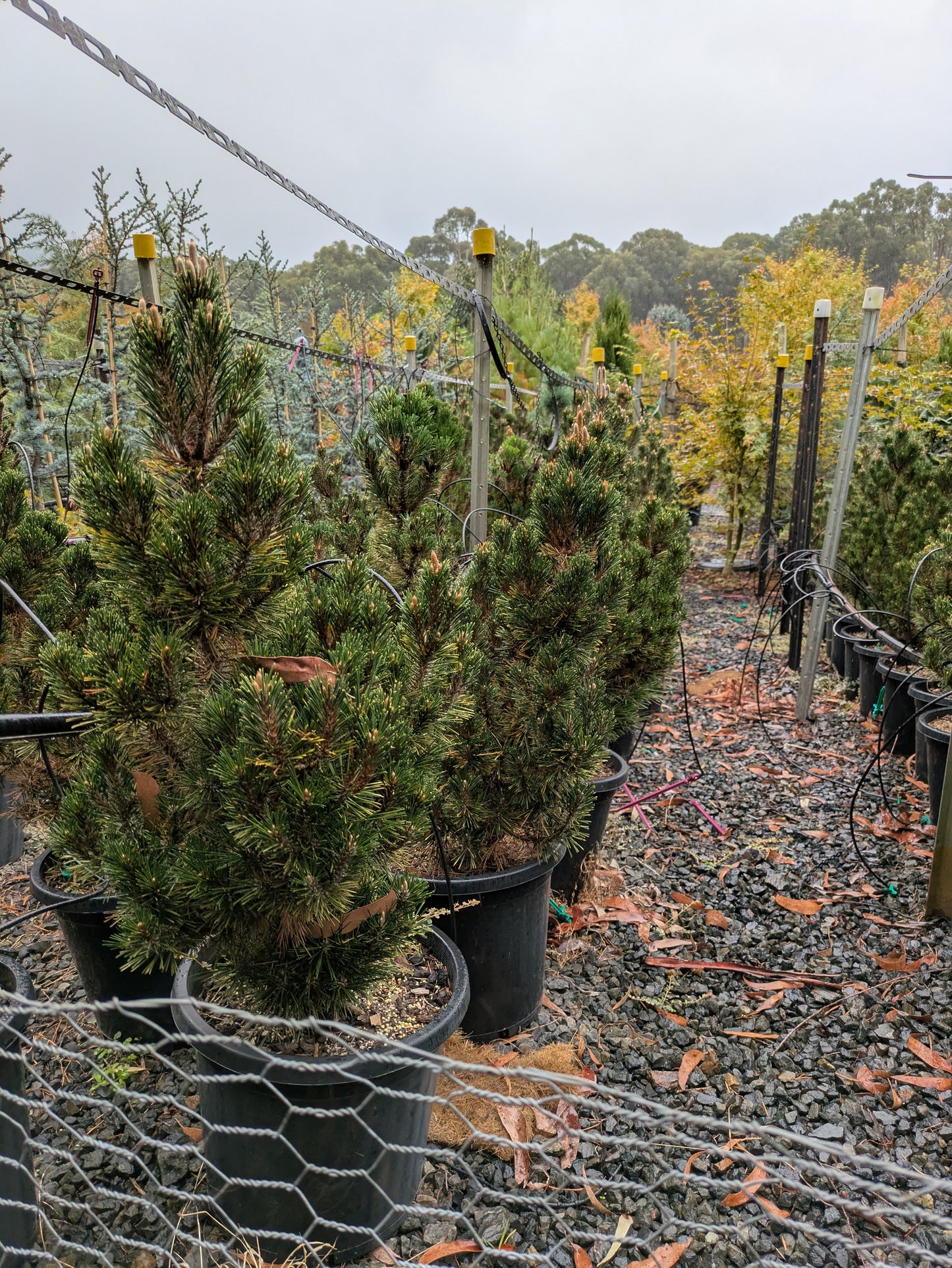 Pinus thunbergii Coolwyn Kotobuki