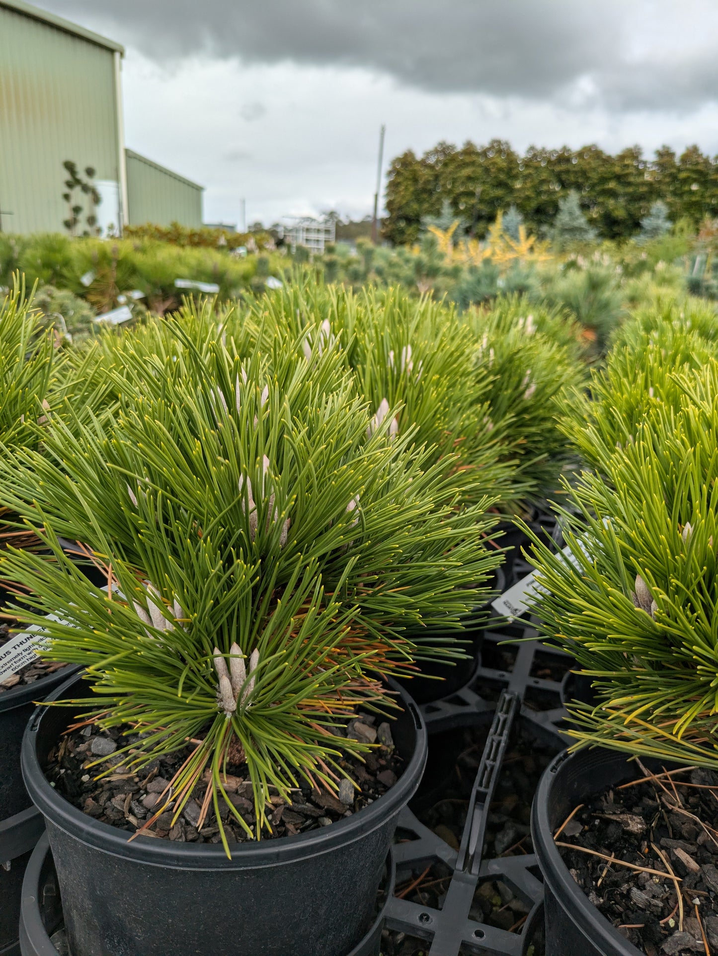 Pinus thunbergii Emery Dwarf
