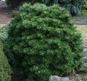 Pinus thunbergii Emery Dwarf