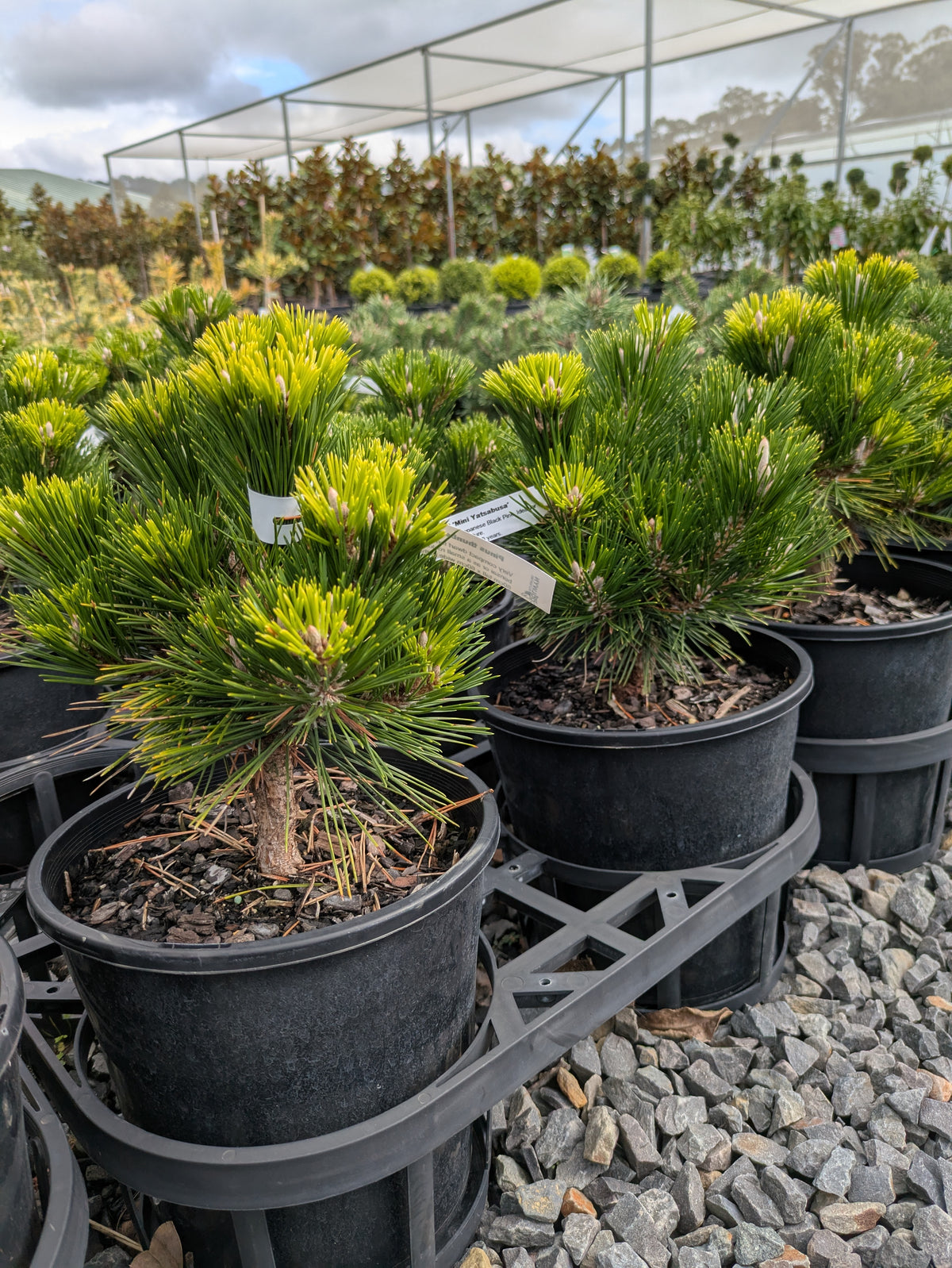 Pinus thunbergii Mini Yatsabusa – The Plant Broker