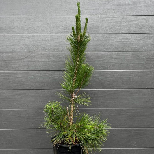 Pinus thunbergii Nishiki