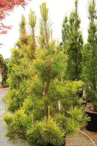 Pinus thunbergii Ogon