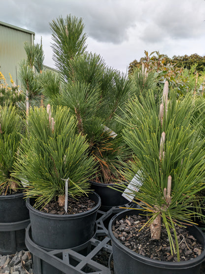 Pinus thunbergii Thunderhead