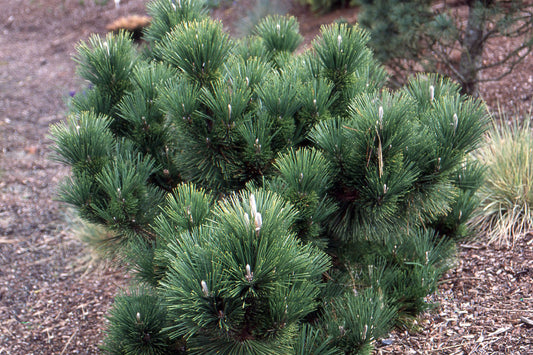 Pinus thunbergii Thunderhead