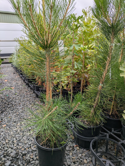 Pinus thunbergii