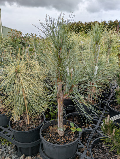 Pinus wallichiana Frosty