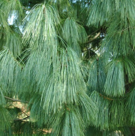 Pinus wallichiana Frosty