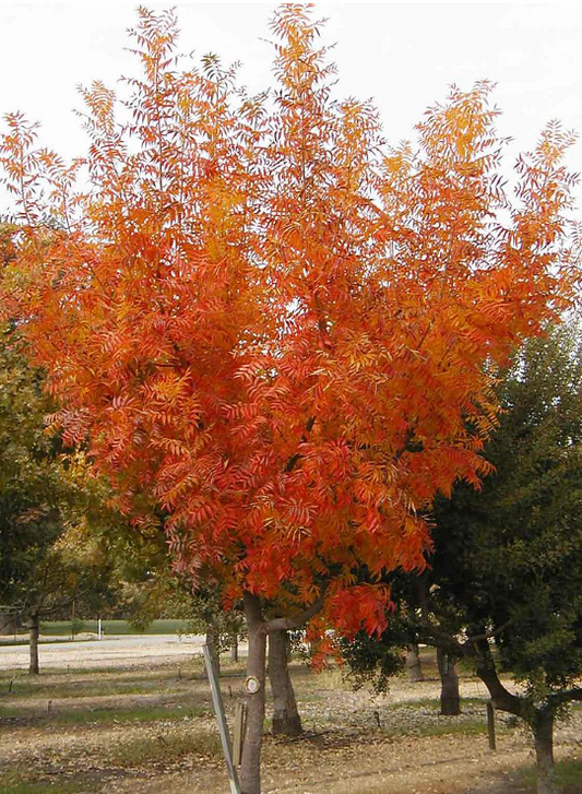 Pistacia chinensis