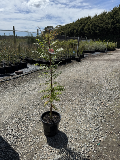 Pistacia chinensis