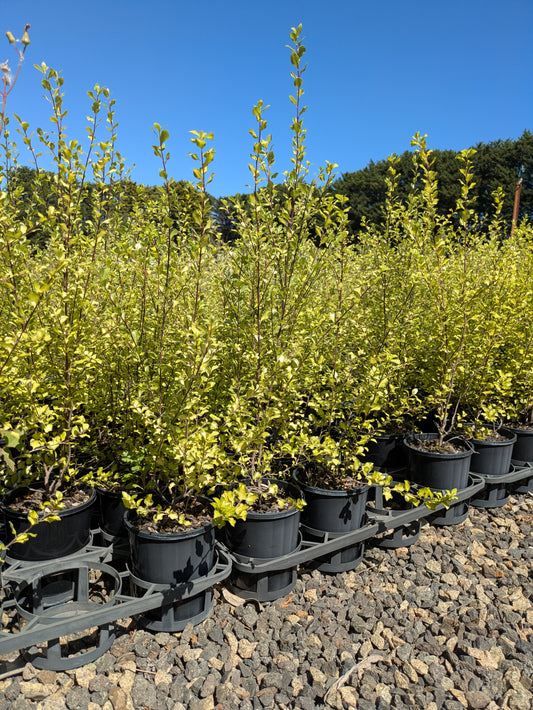 Pittosporum tenuifolium Silver Sheen
