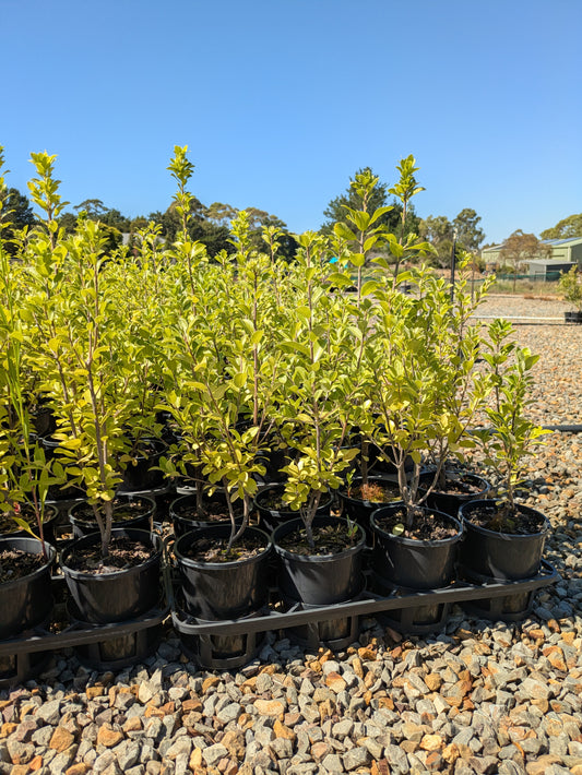 Pittosporum tenuifolium 'Stephens Island'