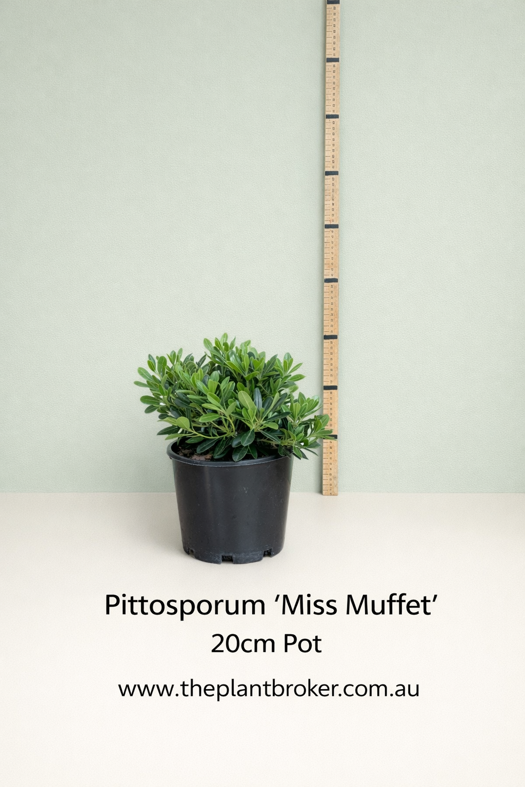 the plant broker