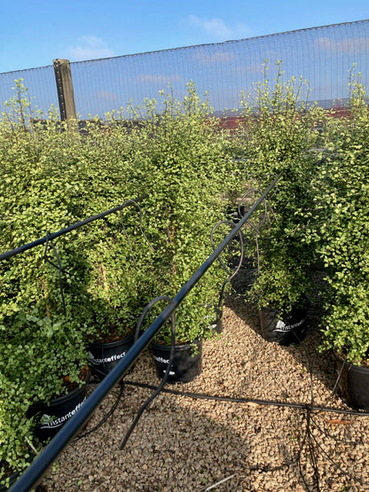 Pittosporum tenuifolium Screenmaster