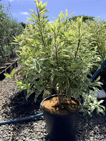 the plant broker