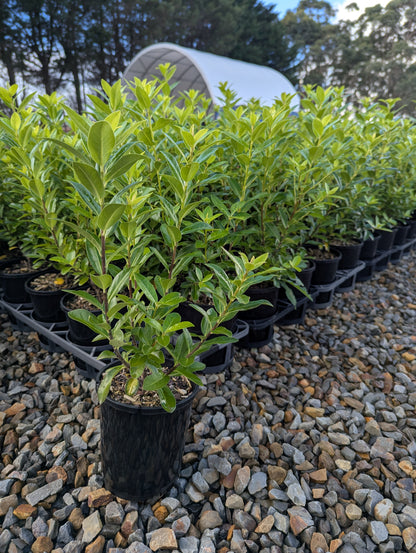 Pittosporum tenuifolium Green Glow