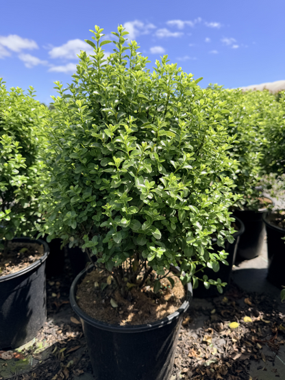Pittosporum tenuifolium Green Pillar